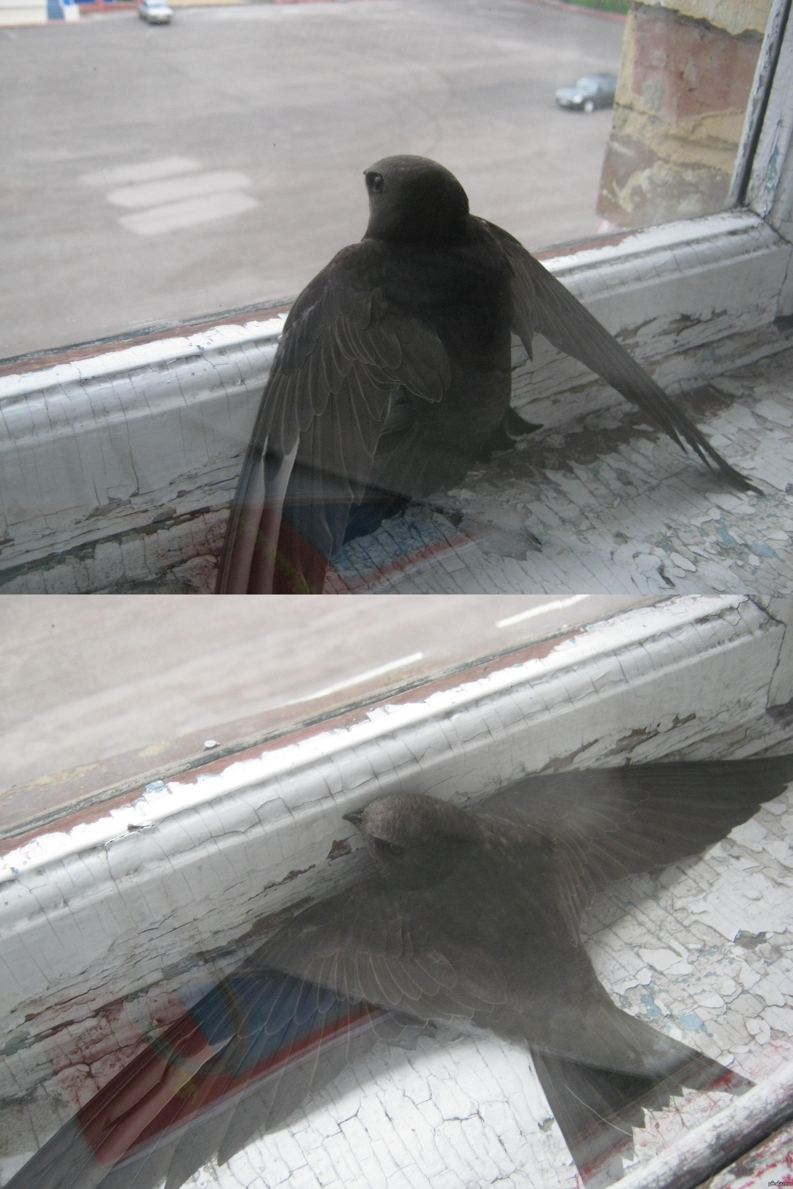 Птица врезалась в окно