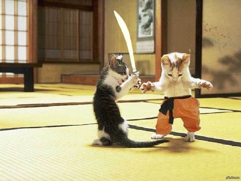 Кот каратист картинки