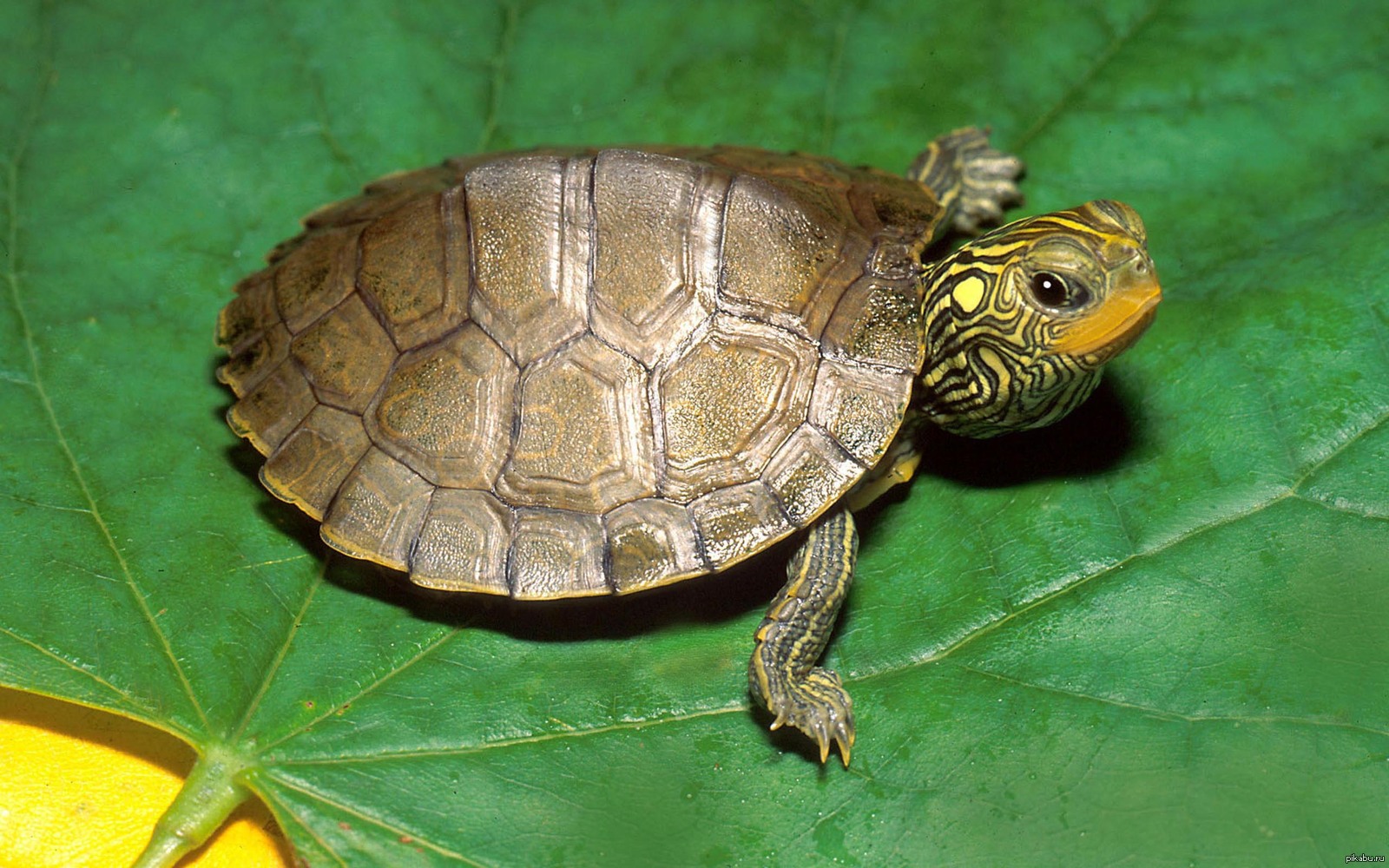 Питомцы черепахи