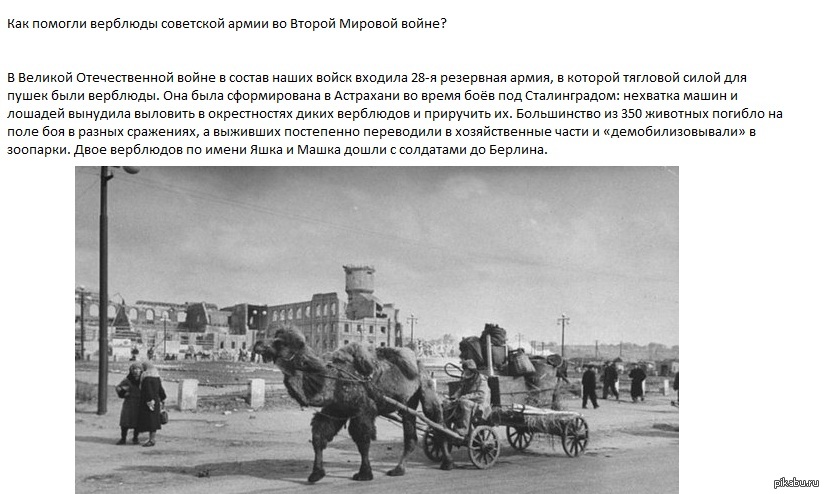 Верблюды на войне 1941 1945 картинки