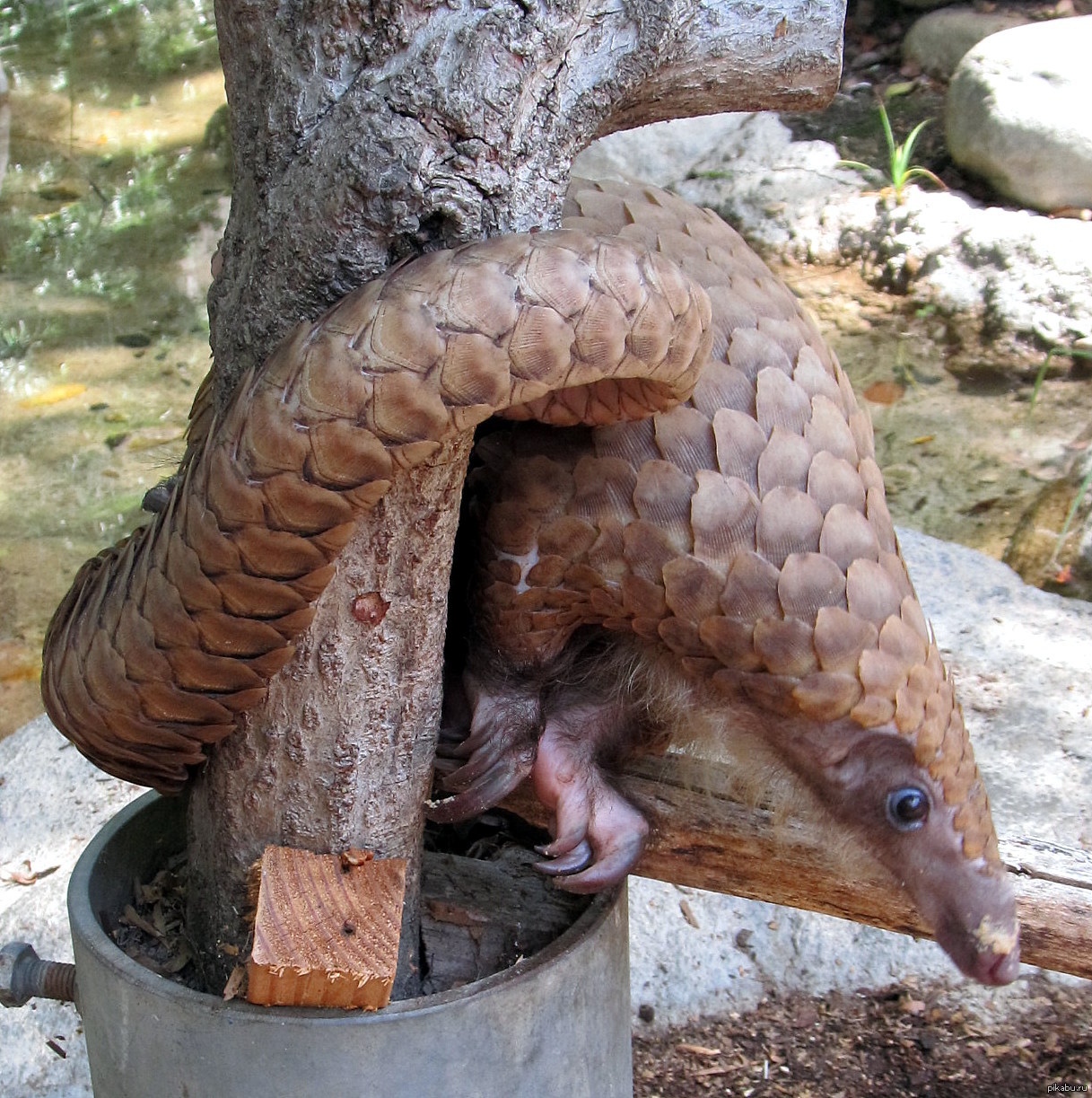 Platform v pangolin se. Панголины. Индийский ящер панголин. Зубы Панголина. Китайский панголин.