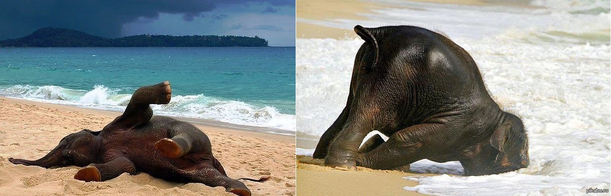 Вот она. Слоненок на море. Слон на пляже. Слоник на пляже. Слоник на море.
