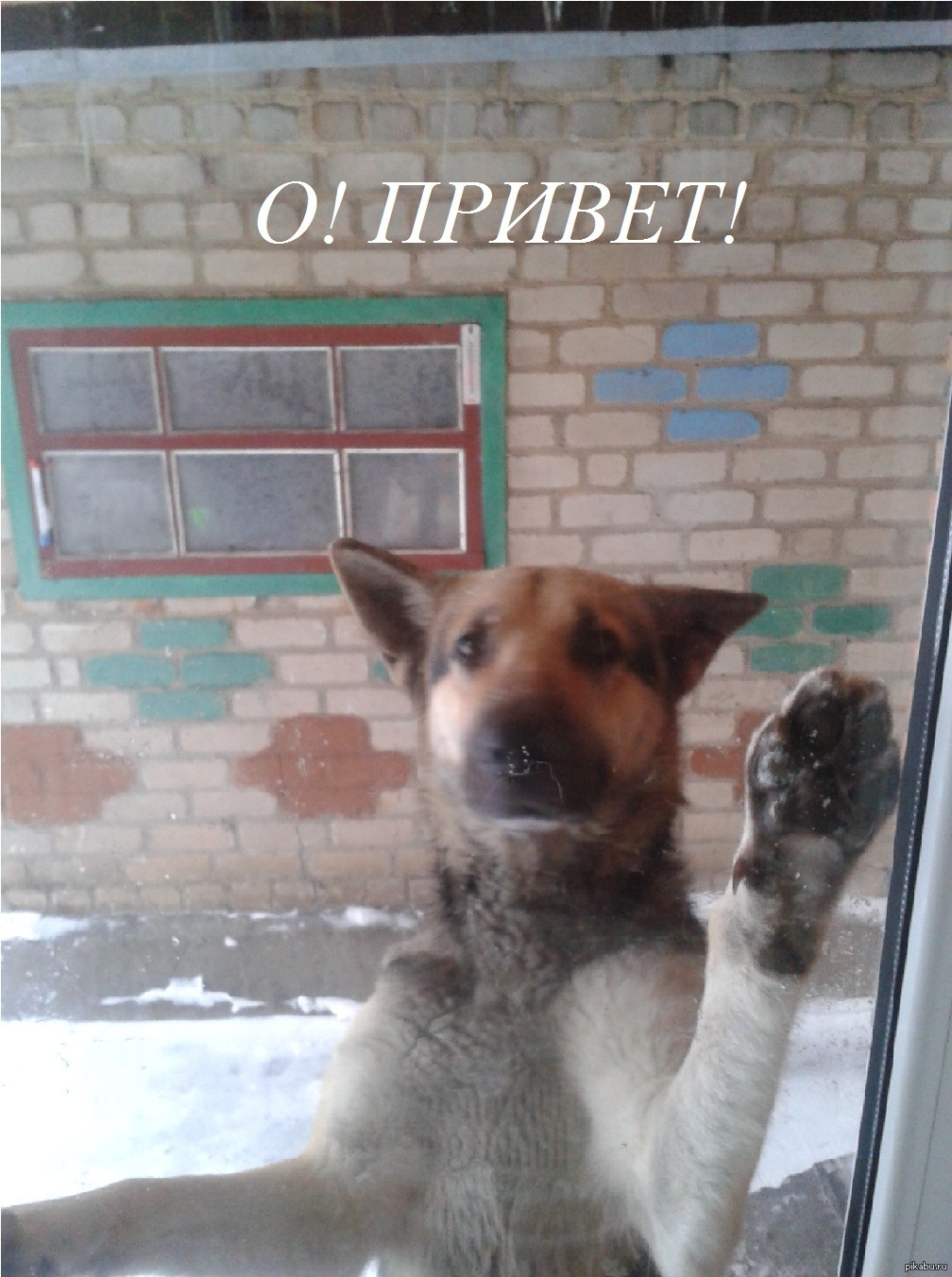 Мой Собач!!!! А то всё котики. | Пикабу