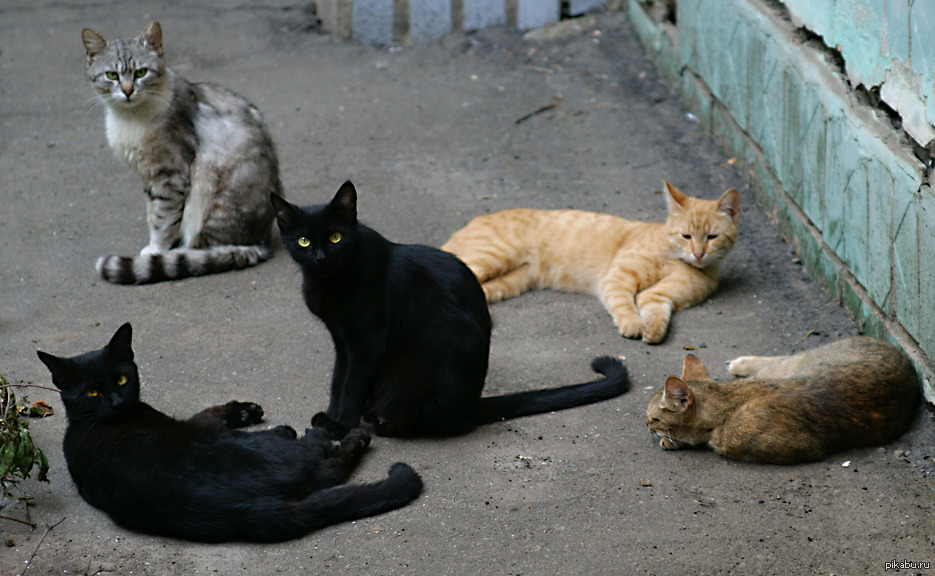 Банда Черная Кошка Фото