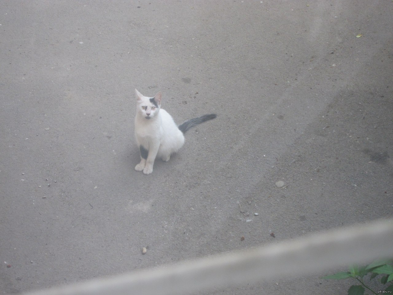 Кот адольф
