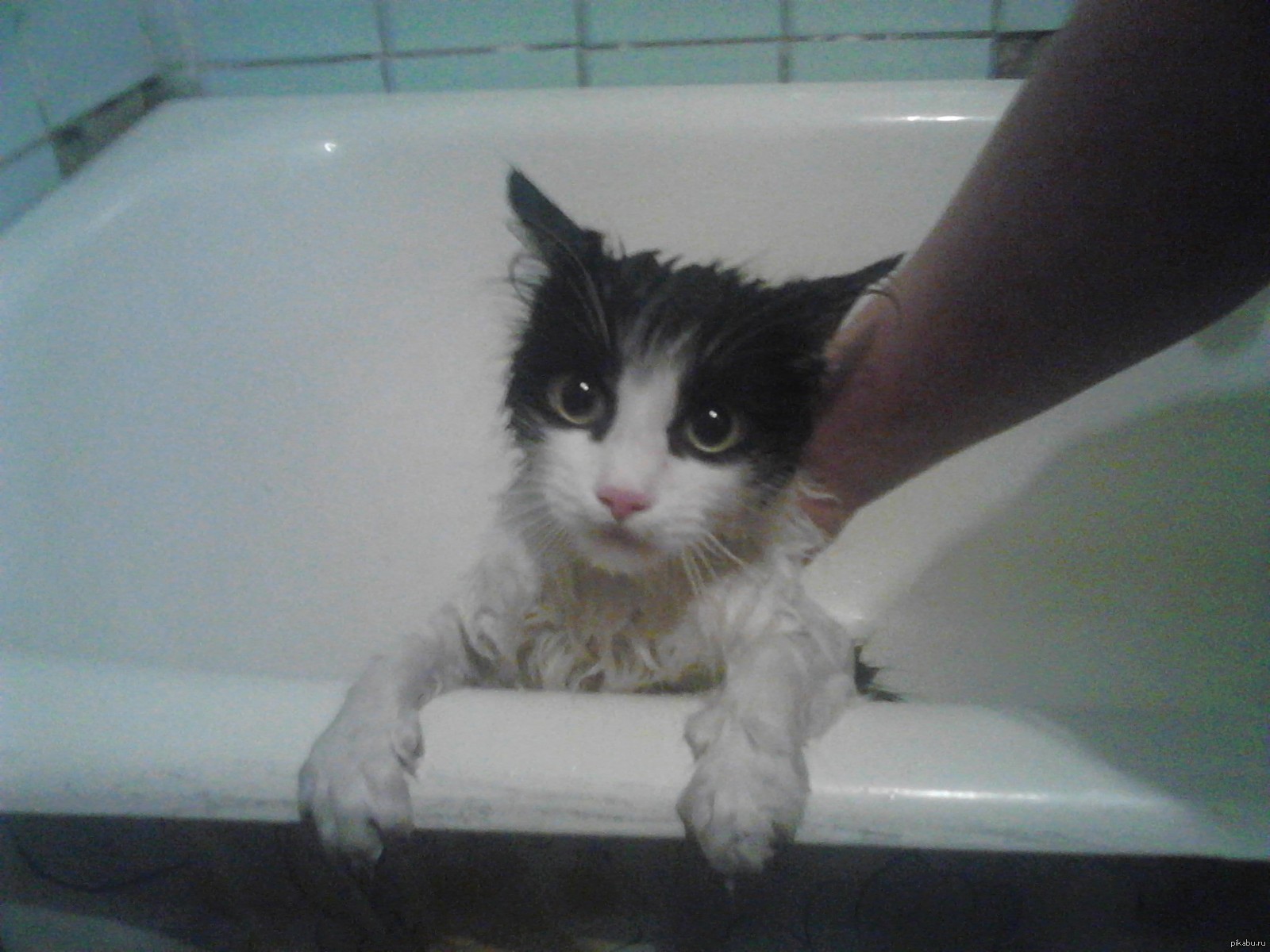 Мой кот .____. | Пикабу
