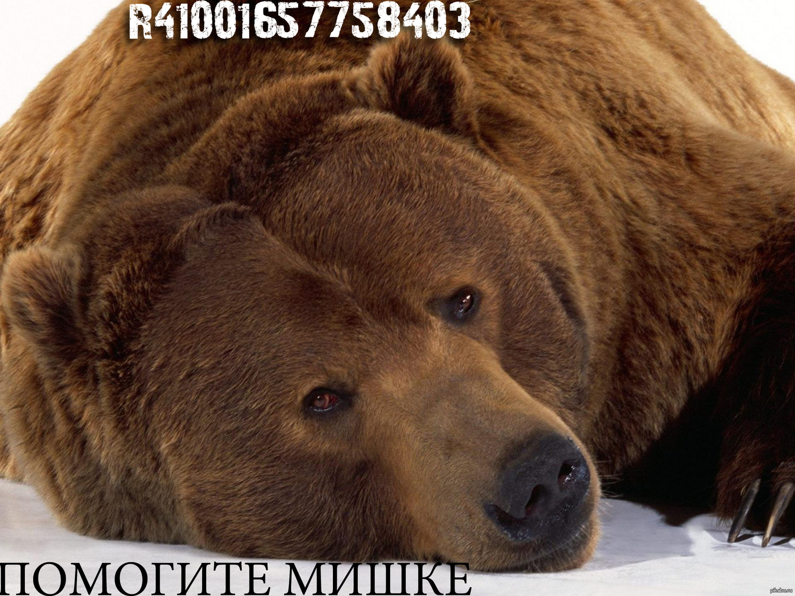 Медведь Скучает Фото