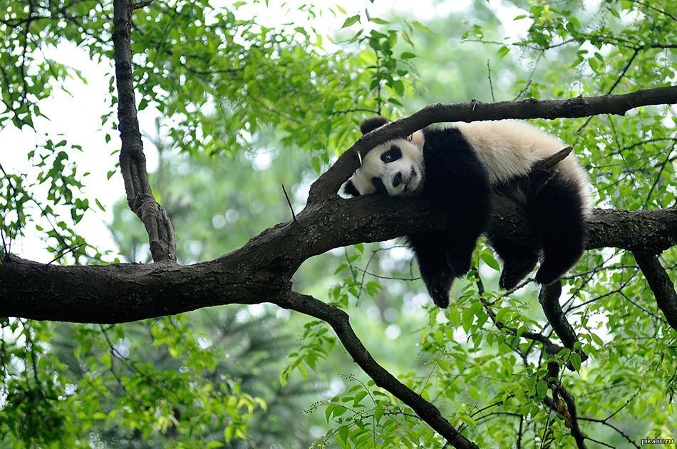 Панда релаксирует на дереве в заповеднике Bifengxia в «детском саду для  панд» провинции Яань. | Пикабу
