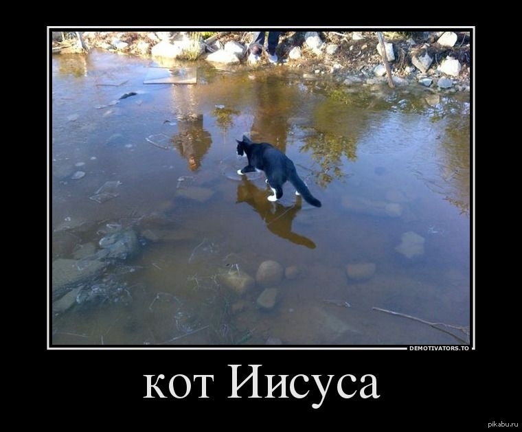 Оставь коту побольше воды картинка