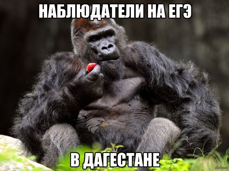 Ivan gorilla