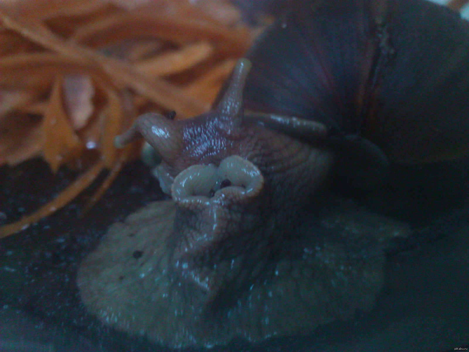 It seems that my snail wants to tell me something :) - My, Pets, Snail, Achatina, Humor