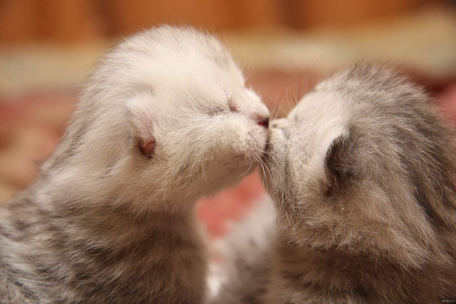 Полностью обожаю. Котята целуются. Котик целует. Котята милашки. Милые кошки.