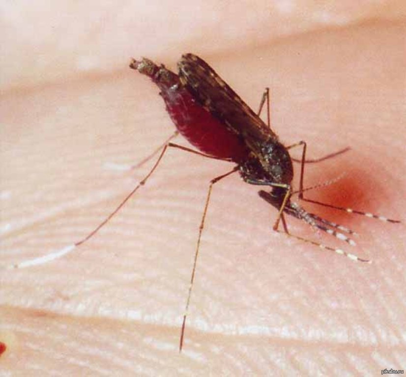 Малярия укусы комаров. Укус от малярийного комара. Укус малярии малярийный комар. Анофелес малярийный укус.