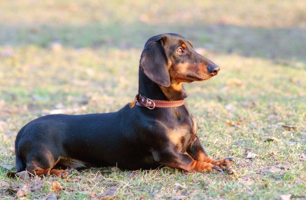 Это чудо завелось у нас 3 года назад :3 | Пикабу