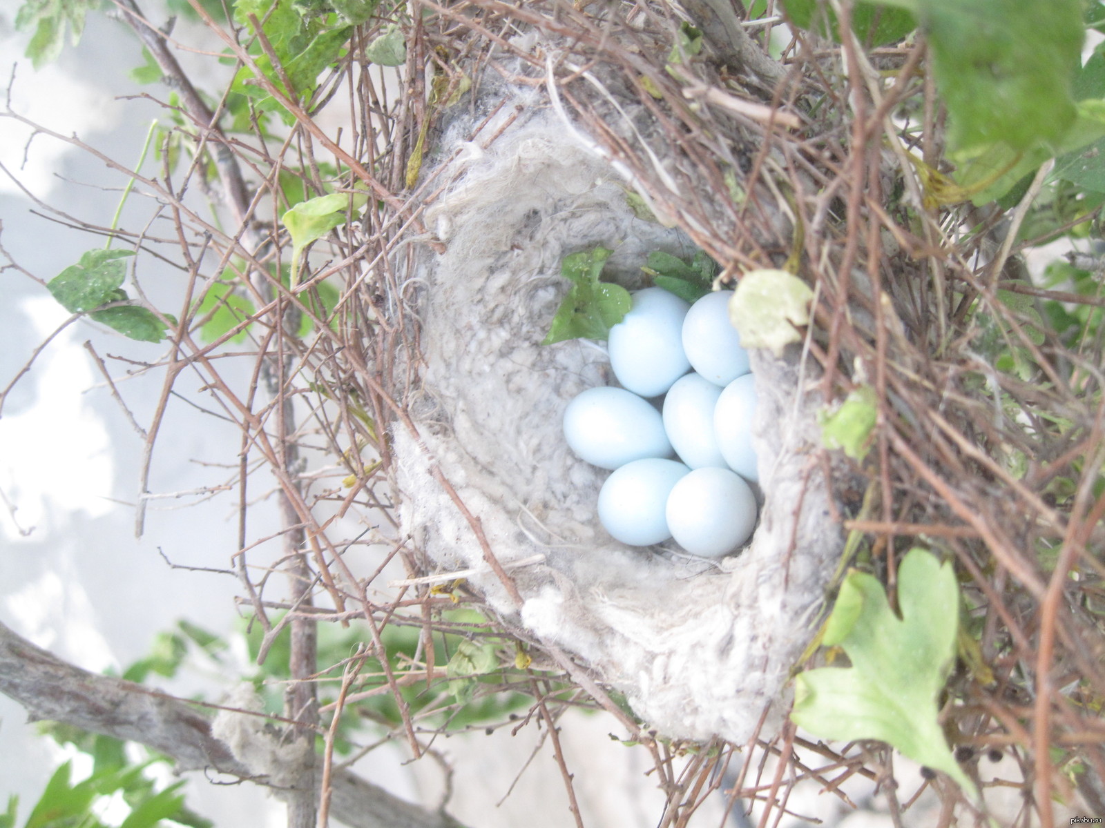 пластиковыеокнавтольятти.рф: Форум: При ремонте крыши обнаружено гнездо трясогузок - что делать?