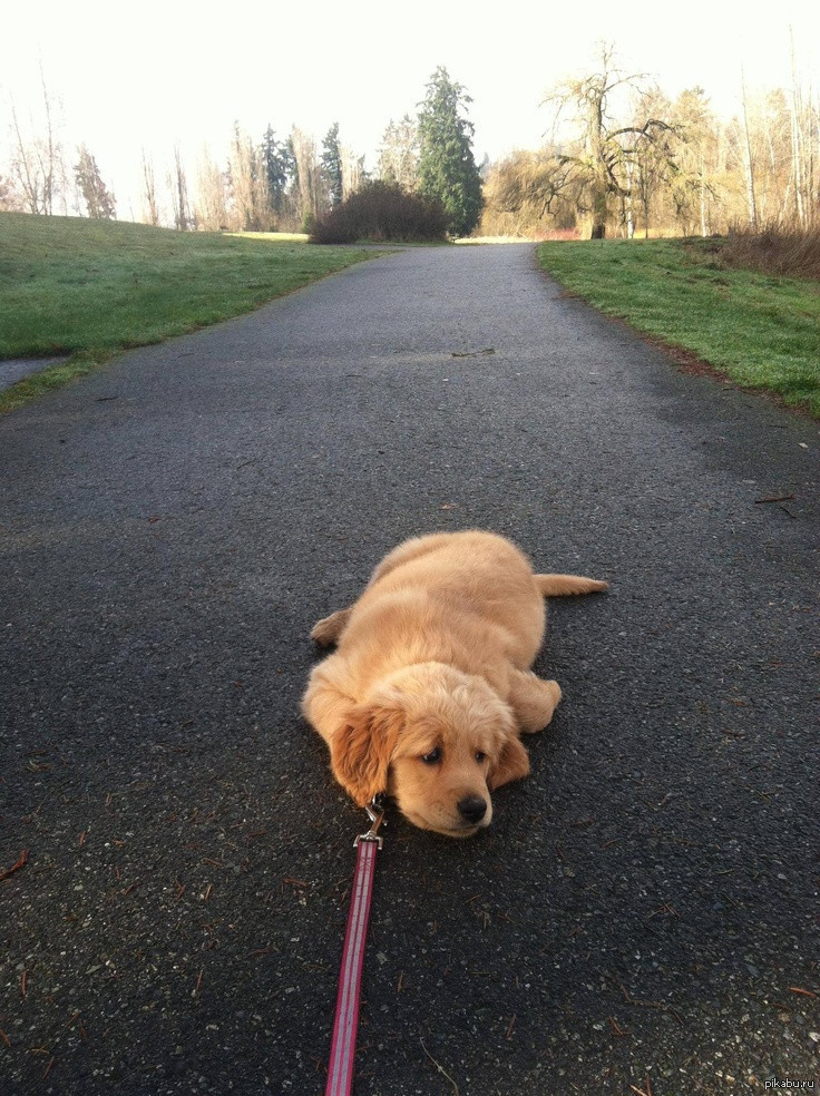 It s dogged that does it. What a dog doing оригинал. It s dogged that does it. Собака за компом мем. Собака за компьютером.