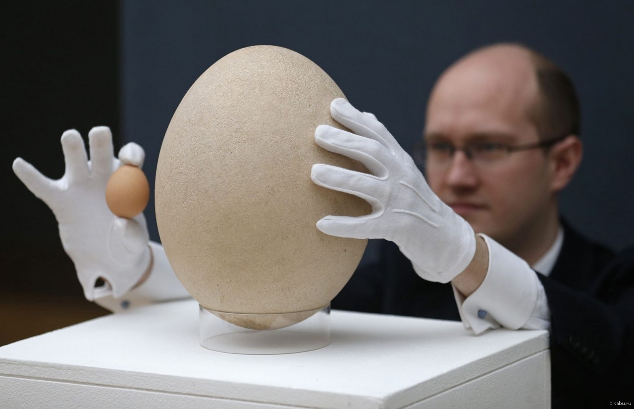 Громадное яйцо. Яйцо Эпиорниса. Яйцо большое. Самое большое куриное яйцо. Самое большое яйцо птицы в мире.