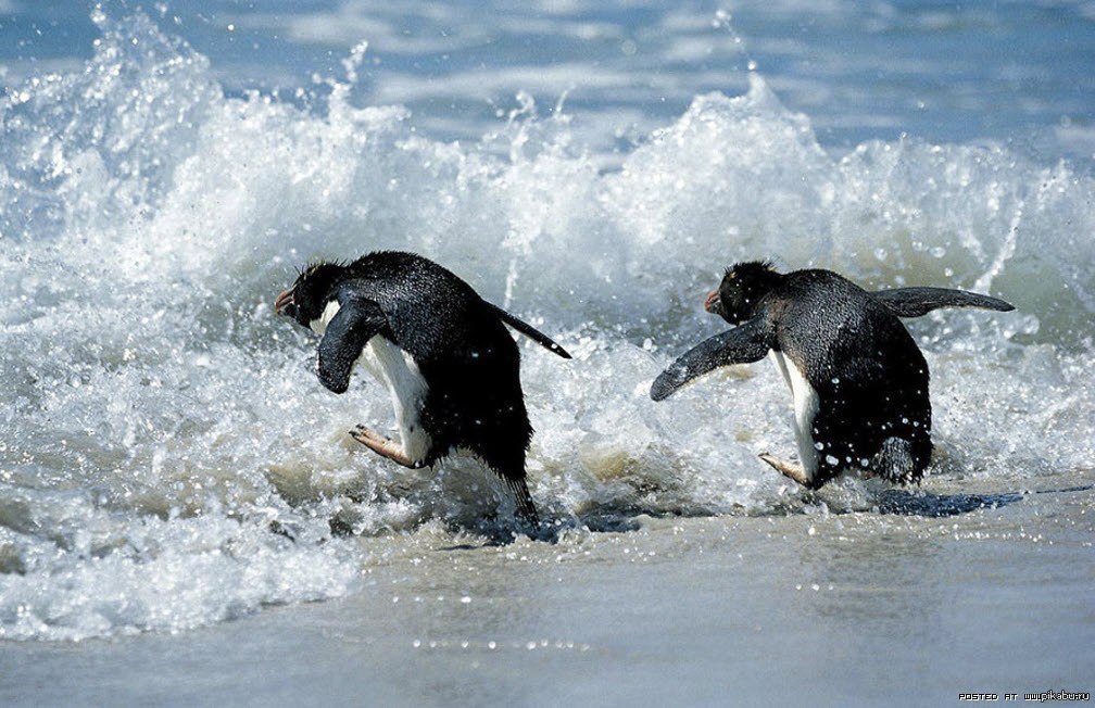 Пингвин воркута. Животные моря. Пингвин плавает. Пингвины в море. Пингвин бежит.