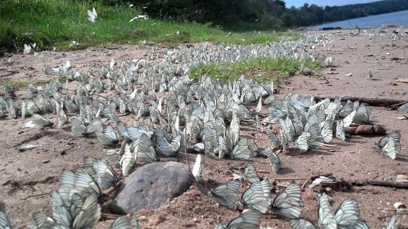 Нашествие белконоидов. Нашествие белконоидов. Нашествие мух. Нашествие белконоидов. Нейтритон из черепашек ниндзя.