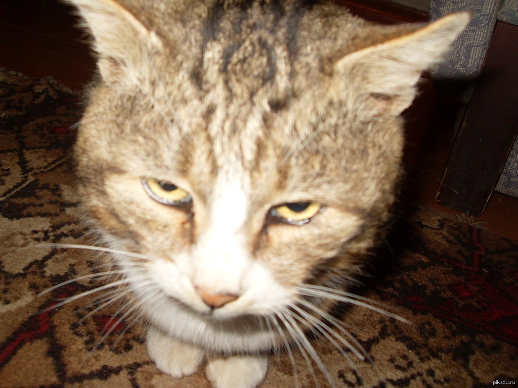 Котэ | Пикабу