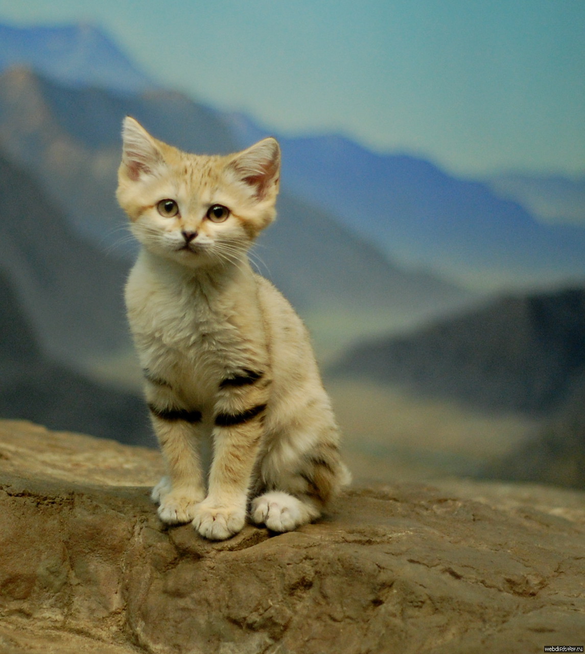 Кошка пустыни. Барханный кот. Пустынный барханный кот. Песчаная барханная кошка. Барханная кошка (Песчаная кошка).