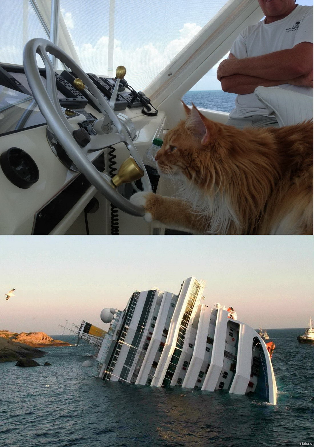 Кот на яхте