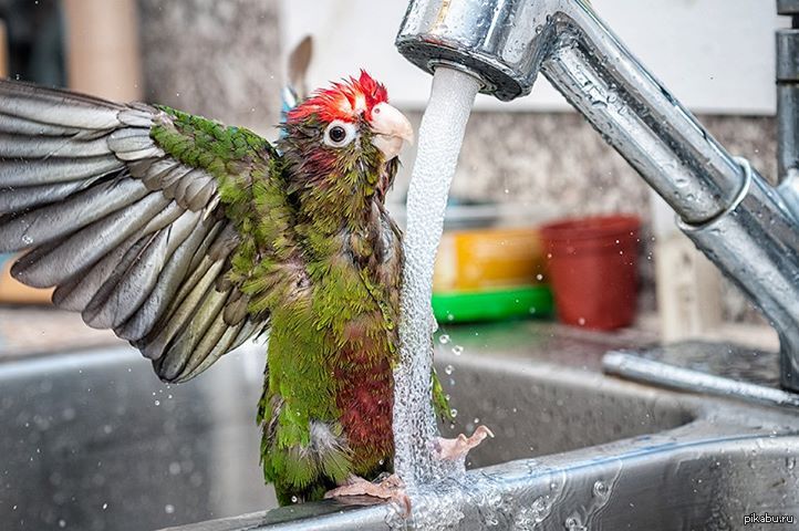 Попугай без воды