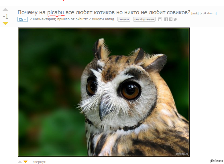 Почему пищит сова. Очковая неотропическая сова. полосатый филин. полосатая сова. полосатая неясыть.