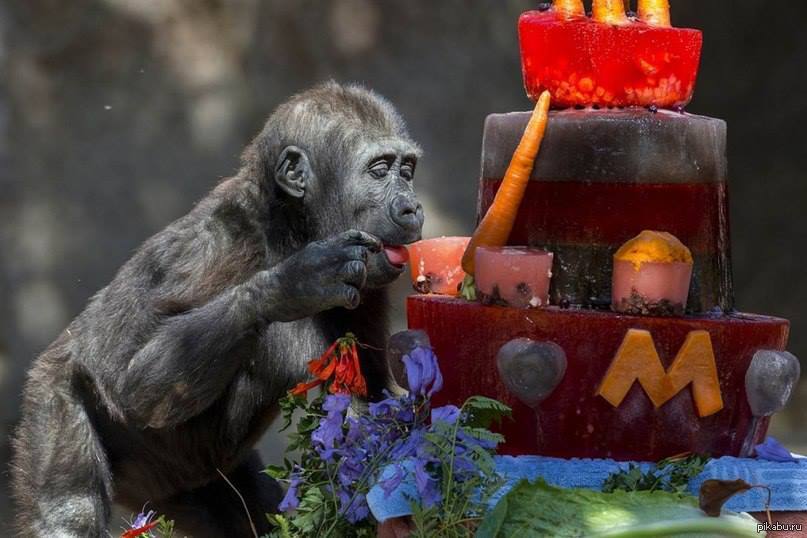 Звери на дне рождении. С днем рождения обезьяна. Торт с обезьяной. С днём рождения обезьянка. С днем рождения мартышка.