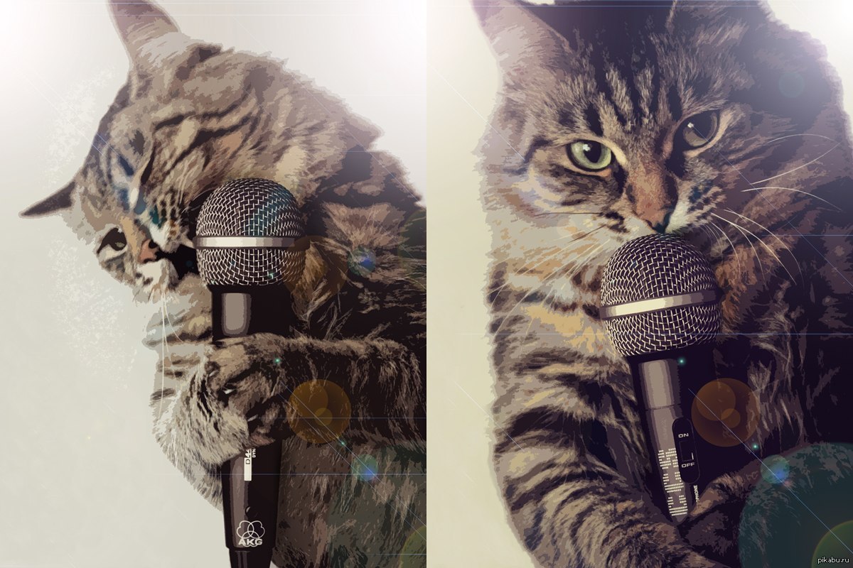 Котята кошки поют. Кот с микрофоном. Кошка с микрофоном. Котик поет. Кот поет в микрофон.