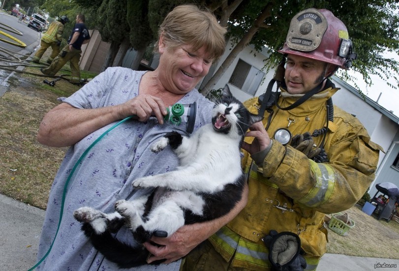 День спасения кошек. Пожарный спас котенка. Пожарный спасает кота. Кот спасатель. Пожарный с котенком.