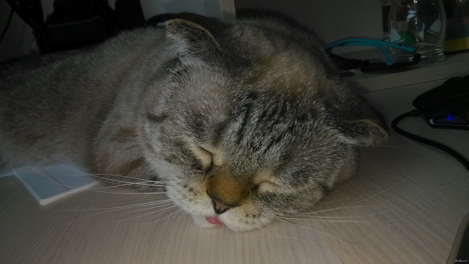 Спящий кот с языком