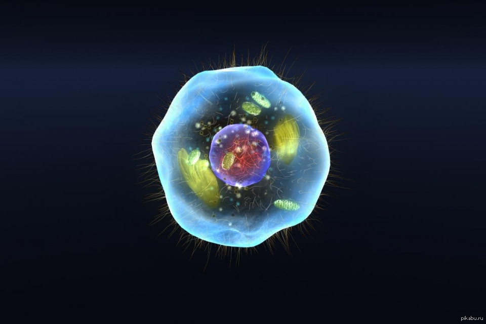 Простейшая живая клетка. Клетка эукариот. Эукариоты микроскоп. Живая клетка. Клетка живого организма.