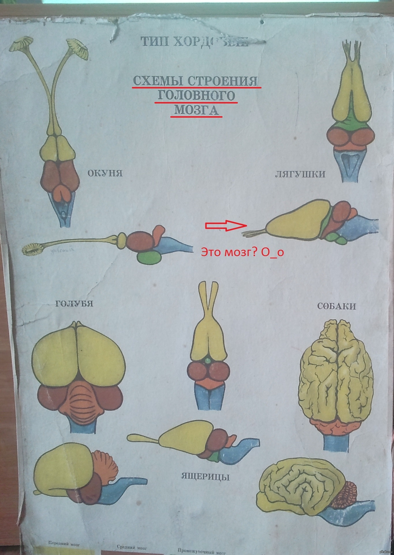 Кто ж знал, как выглядит мозг у лягушки..) - NSFW, Моё, Мозги, Юмор