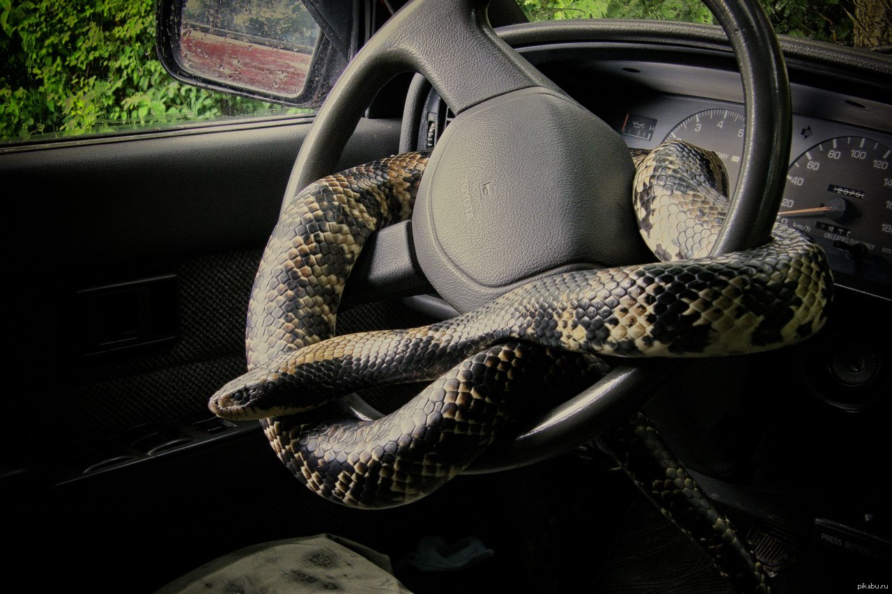 Змеи под ногами. Авто змея. Змей на машине. Змея за рулем. Змеиный автомобиль.