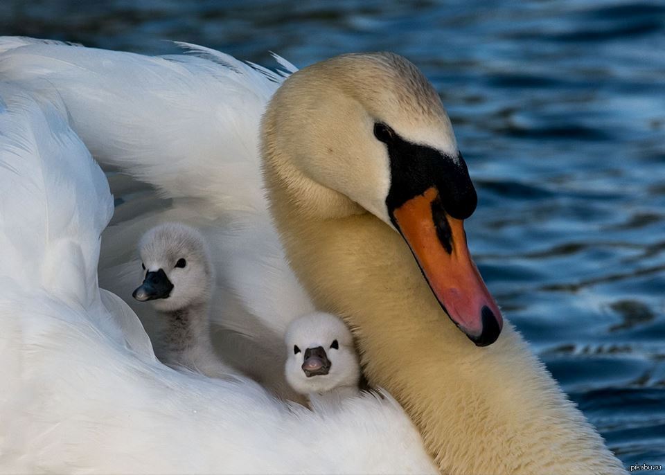 Забота родителей о потомстве. Лебедь с лебедятами. Лебедь-лебедёнок-лебедята. Лебедь с птенцами. Лебеди с детками.
