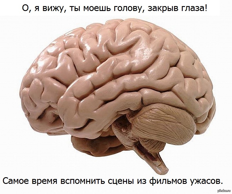 Brain 2024
