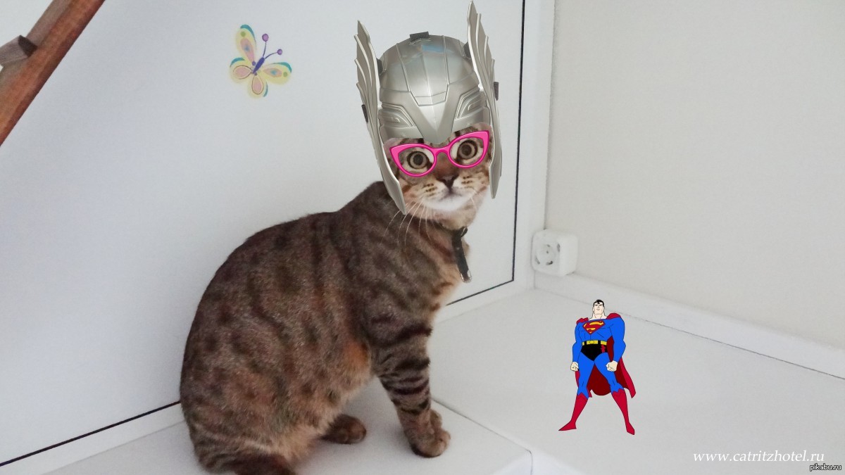 Kote superhero :) - cat, Superheroes