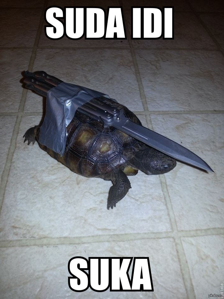 My master is an Idiot! - Turtle, Pet, Fresh, Humor, Laugh, This is the norm, Weapon, Pets