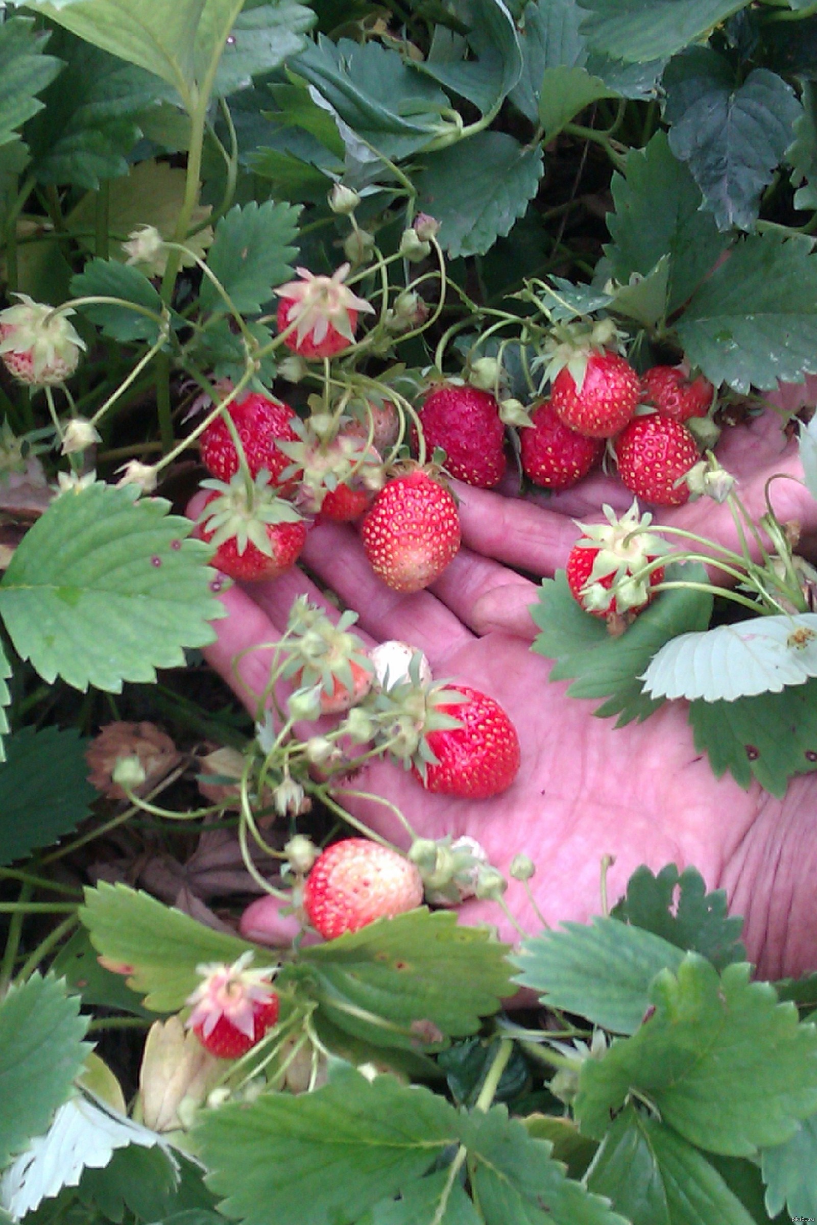 Лето на даче клубника. Земляника садовая гранд флора dellzzimo. Ягоды на даче. Грядки для клубники. Земляника на даче.