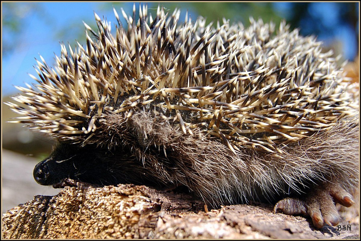 As you can see they are loved here) - My, Hedgehog, Hedgehog, The photo, Peekaboo