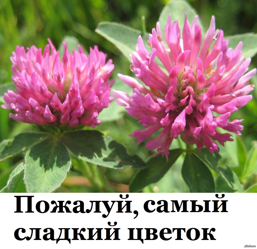 Клевер=) | Пикабу