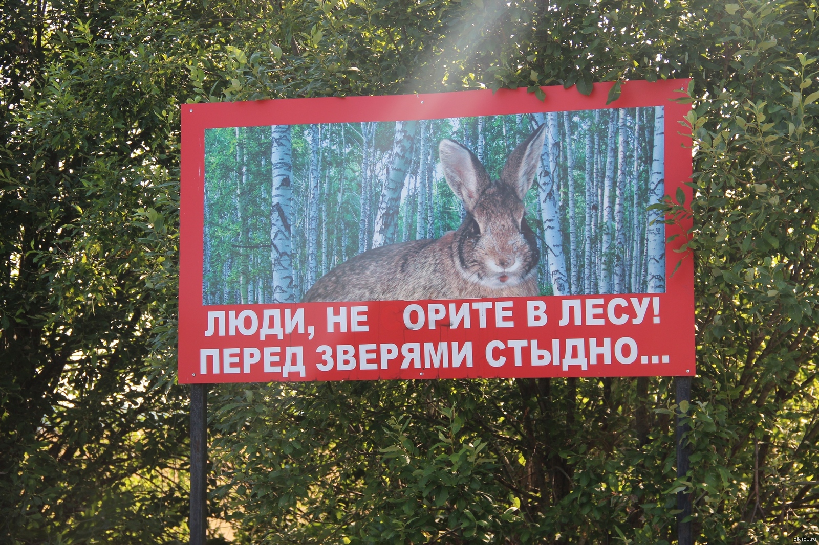 Берегите лес негде будет партизанить