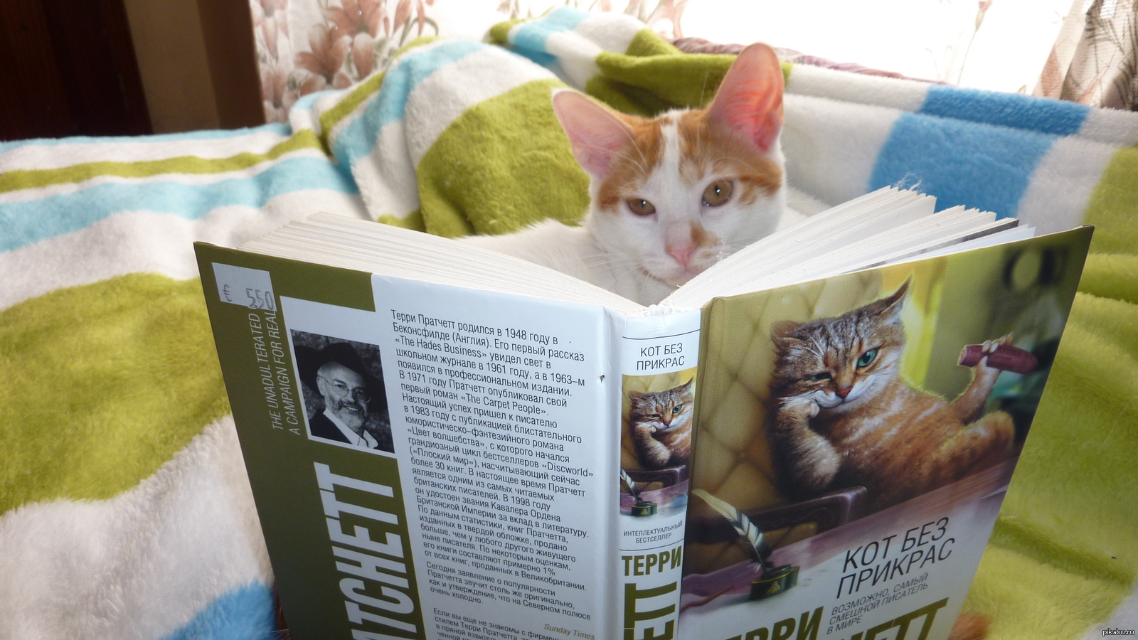 Почему читают журналы. Умный кот. Кот читает. Коты читают книги. Умный кот читает книгу.