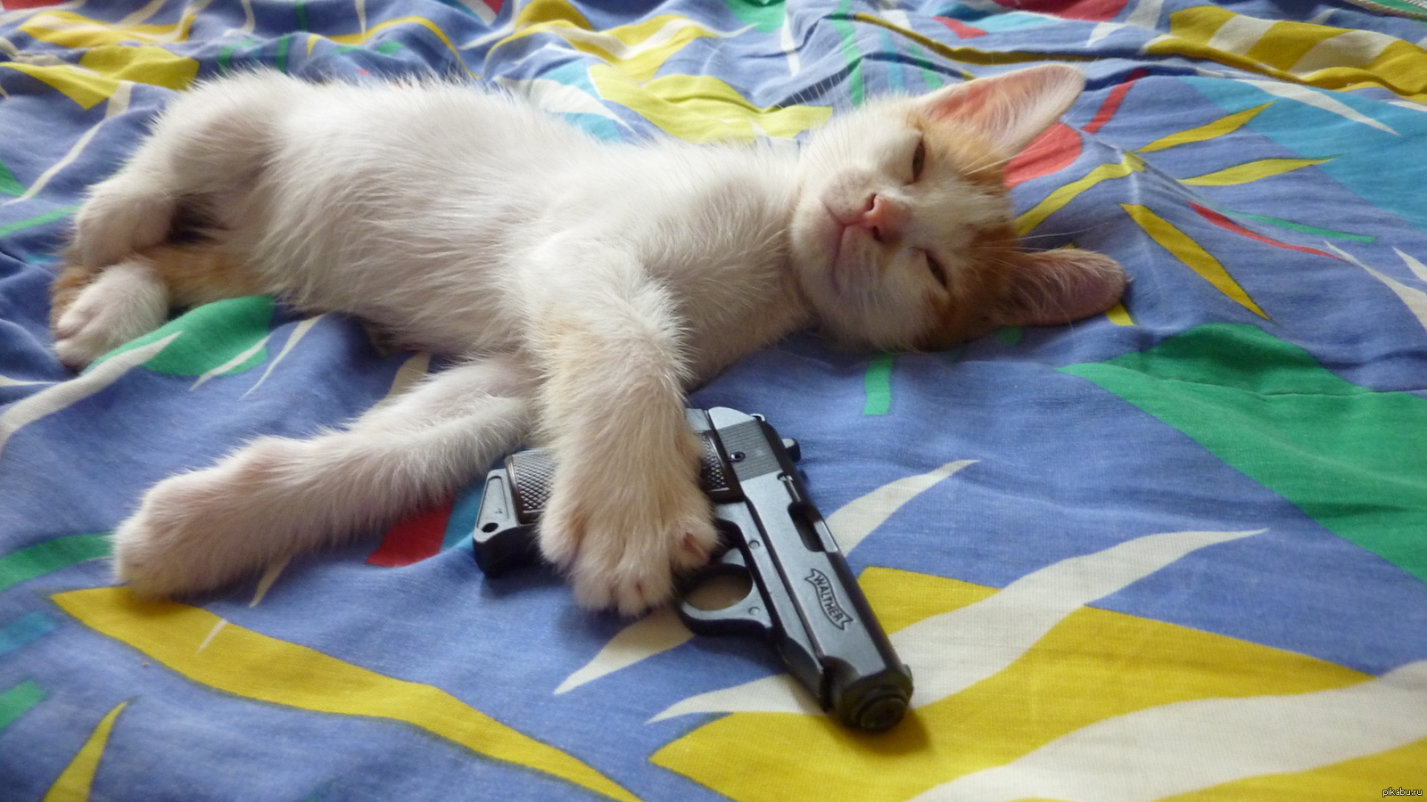 Кот угрожает. Кот с пистолетом. Котик с оружием. Котенок с пистолетом. Смешной кот с пистолетом.