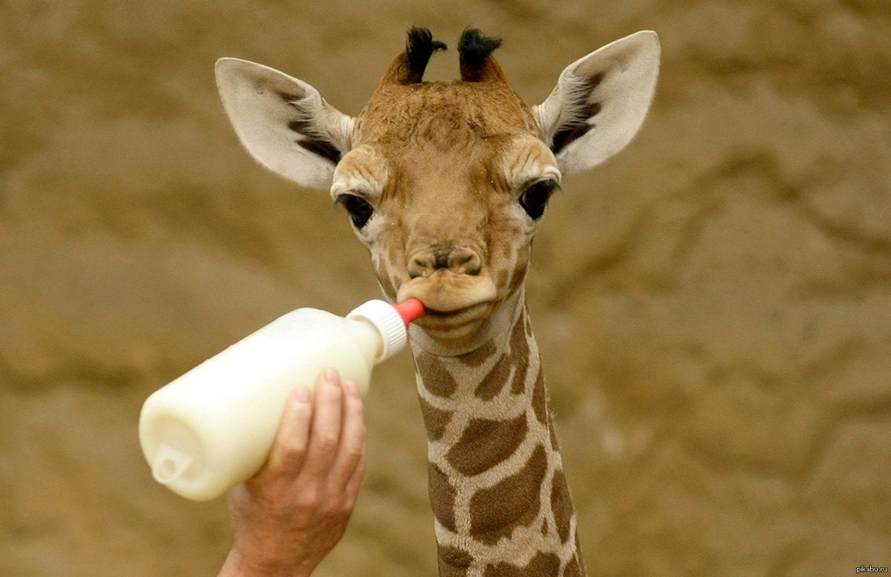 Животные пьют молоко. Маленький Жираф. Малыш Жираф. Маленький Жирафик. Жираф это млекопитающее.