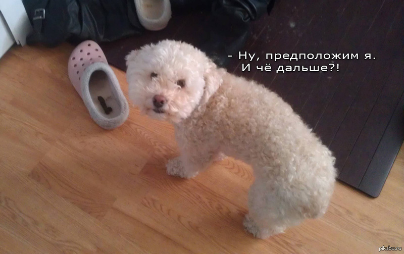 Бешеный пудель