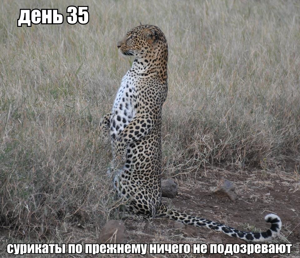 Иду 35. Приколы про сусликов. Гепард прикол. Шутка про суслика. Смешные суслики с надписями.