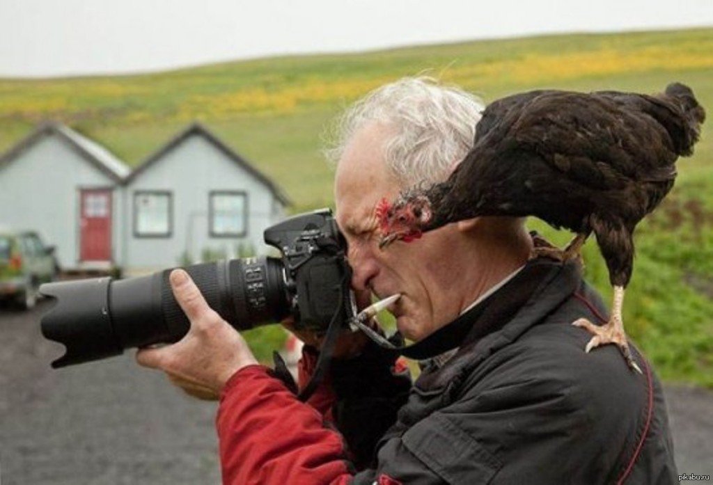 Фото дня комментарий. Самсон Хачатрян. Птичка фотографа. Петух с фотоаппаратом. Интересные кадры.