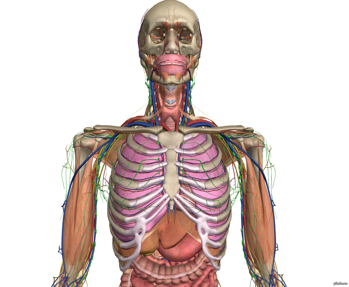 Человеческий организм. Каркас человеческого тела. Zygotebody.